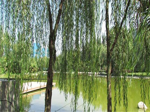 天府新區(qū)航空旅游職業(yè)學院學費(成都藝術職業(yè)技術學校學費)