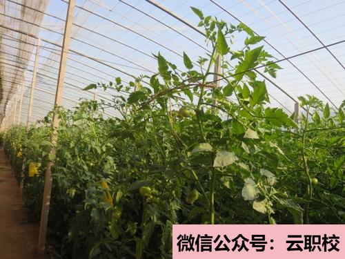 2021年數(shù)字電子技術(shù)、電機與電力拖動、PLC可編程控制(農(nóng)村電氣技術(shù))